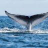 mulerofthewhalez