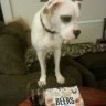 BrewDogBarley