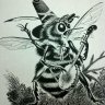 mothmanscott