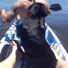 Brewpup