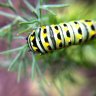 Fattypillar