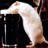 firerat