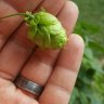 garlicNhops