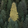 The_Golden_Spruce