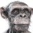 Photo of StuMonkey