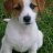 Photo of Jack_Russell