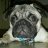 BeerPugz
