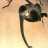 Photo of QuaBeing_Monk