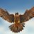 Photo of Furious_Falcon
