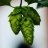 Photo of Fantasy_Growlers
