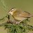 Photo of CarolinaWren1997