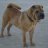 Photo of SharPei19