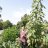 Photo of ABushOfKush