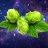 Photo of KoalaTeaHops