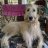 Photo of BeardedDog