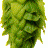 Photo of boybrew