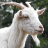 Photo of Belial