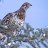 Photo of ptarmigan98