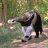 Photo of anteater