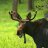 Photo of HorneyMoose