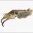 Photo of Cuttlephish