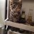 Photo of MotorCityKitty