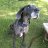 Photo of kakehead